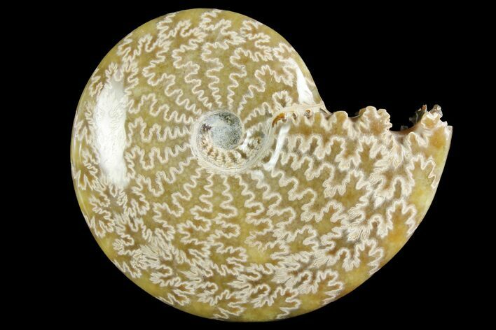 Polished Ammonite (Cleoniceras) Fossil - Madagascar #158257